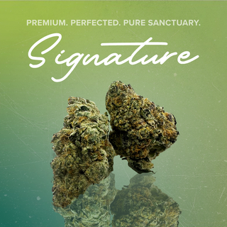 Terpy Slurpee Sanctuary Cannabis