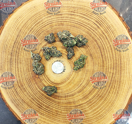 Beaver Cookies  High Plainz