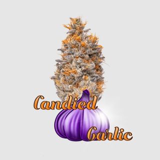  Candied Garlic Blossom Flower