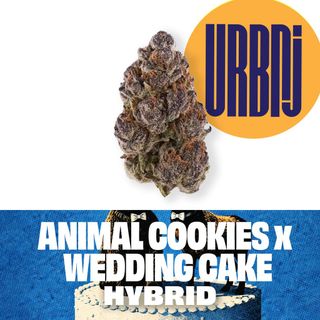 Animal Cookies x Wedding Cake Smalls Urbnj