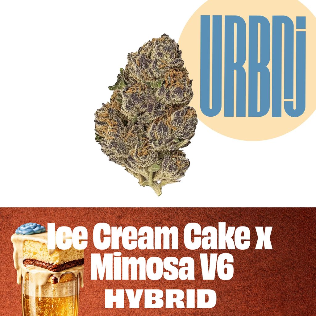 Ice Cream Cake x Mimosa V6 Flower