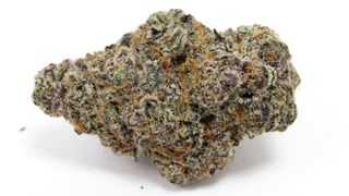 Glitter Bomb Doghouse Farms