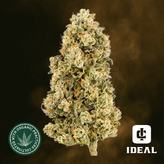 Coconut Candy Ideal Cannabis