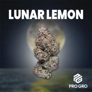Cannabis Promo, Cannabis Sales, Cannabis Discounts, Cannabis on Sale, 25% off Pro Gro 8ths 3
