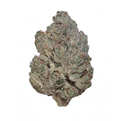 Lemon Bean Cresco