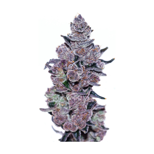 Black Cherry Buff Flora Arbor