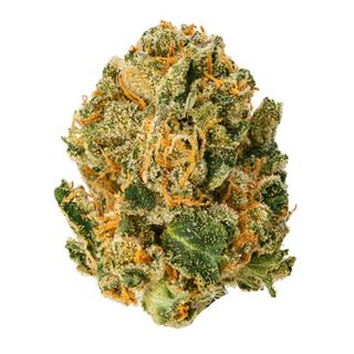 Durban Poison UpNorth