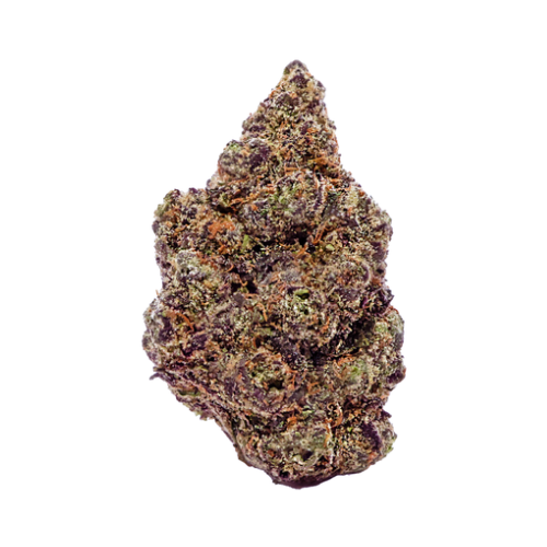 Lemon Cherry Gelato #16 Flora Arbor Lemon Cherry Gelato #16 Flora Arbor
