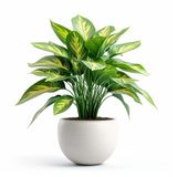 Buy Plants Cannabis