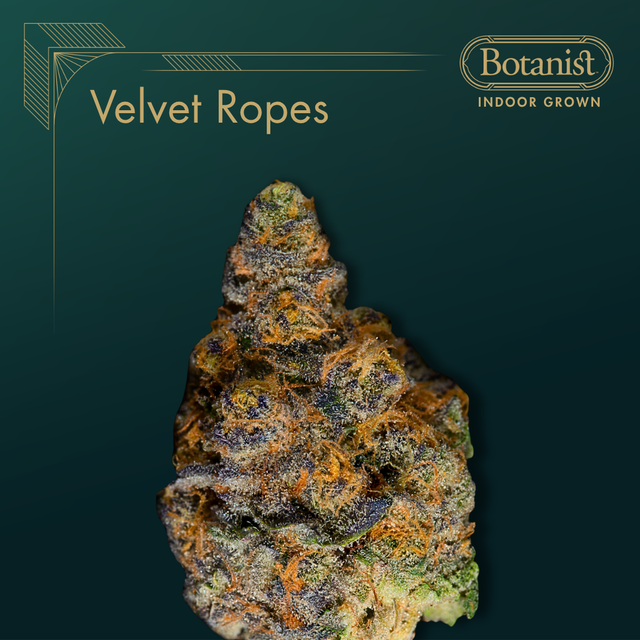 Velvet Ropes Botanist