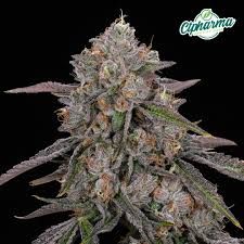 Blue Andeze CTPharma