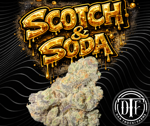 Scotch & Soda DTF