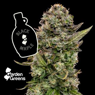 Black Maple Garden Greens
