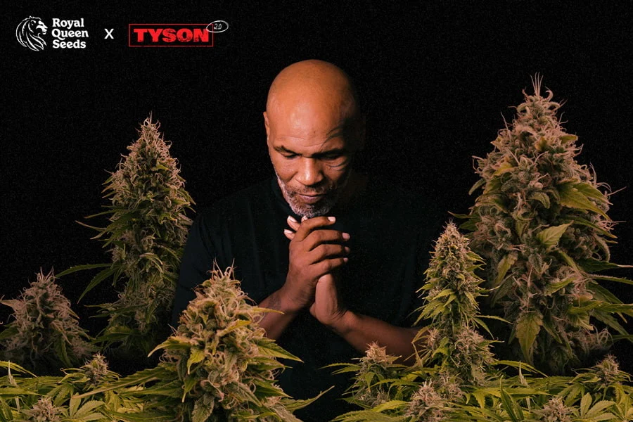 Cotton Candy x Blueberry Tyson 2.0