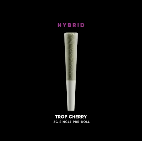 Trop Cherry Dogwalker HOUSE OF SACCI