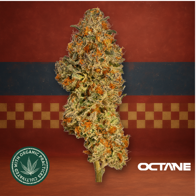 Gaschata Octane