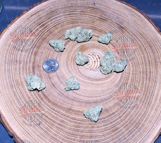 Master Mint High Plainz