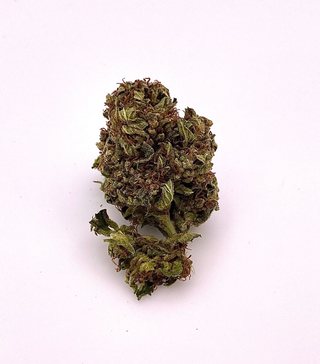Cherry Jet Gelato 710 Montana
