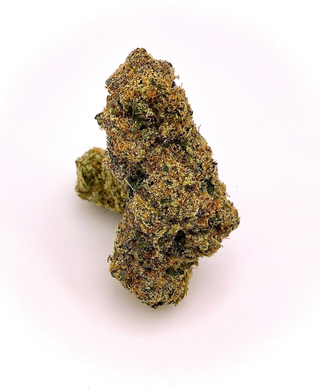 Mimosa The Hi-Line Co.