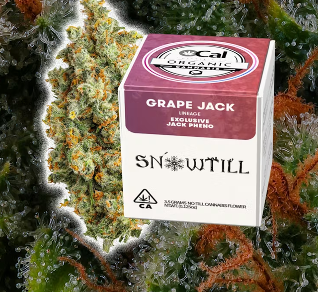 Grape Jack Snowtill