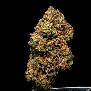 Black Market Gud Gardens