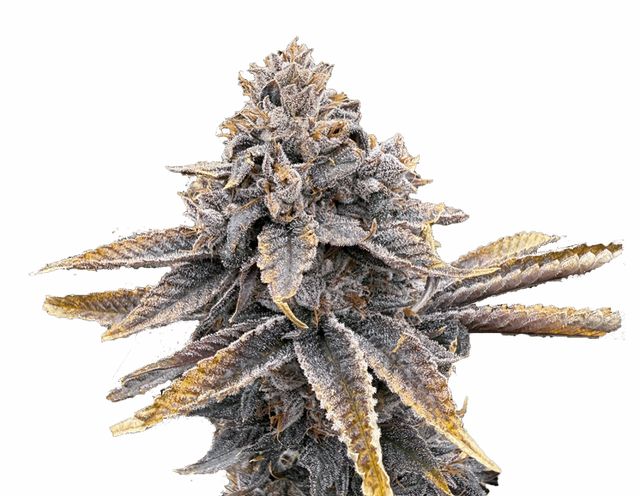 Sour Blueberry Victory Natural Farms