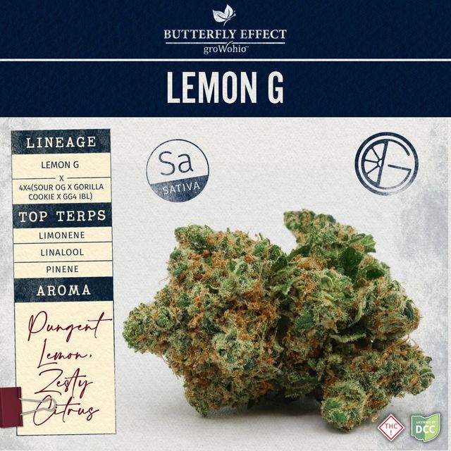 Lemon G  Butterfly Effect
