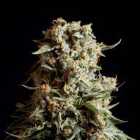 Hazy Kush  sofresh  farms