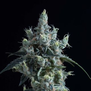 GG4 sofresh  farms