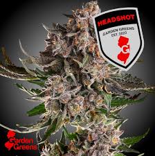 Garden Greens Headshot Big Bud 3.5g
