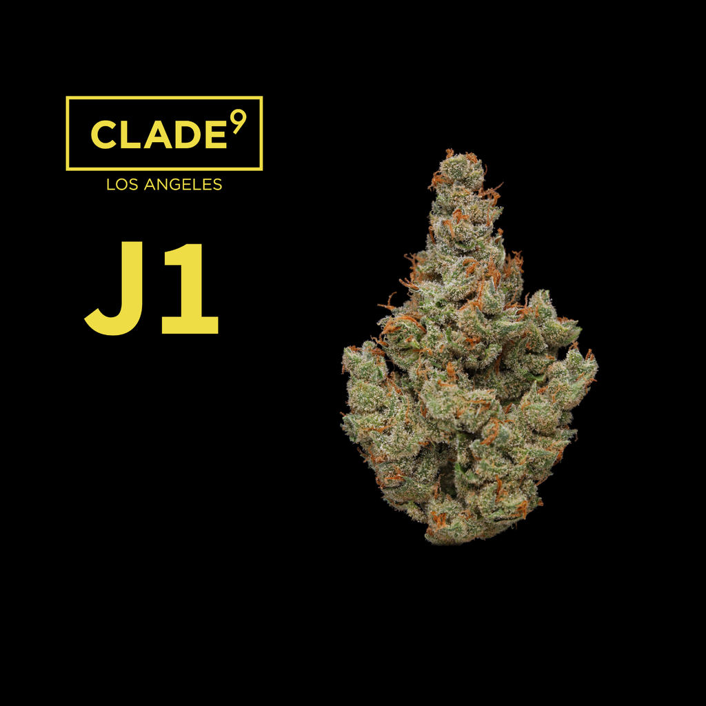 Clade 9 J1 Big Bud 7g