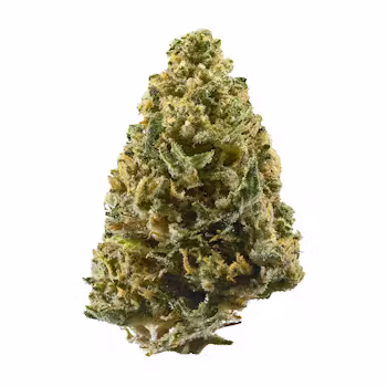 Northern Lights OG Hazy Valley Horticulture