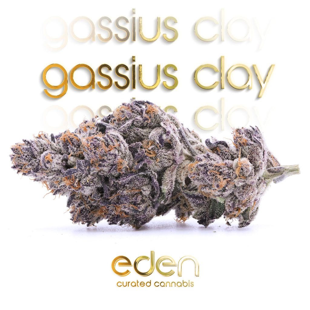 Gassius Clay ShMediums