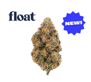 Gelato 41 NETA