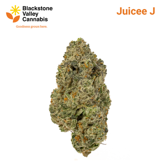 Juicee J Blackstone Valley Cannabis
