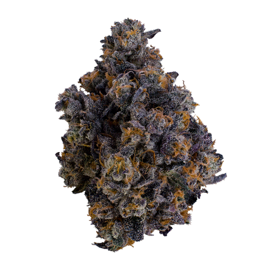 Animal Gelato Clone Goddess Animal Gelato Clone Goddess