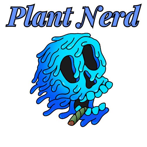 Maple Nectar Smalls Plant Nerd