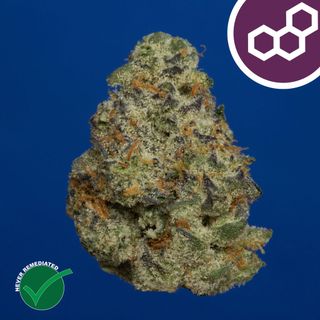 Plasma Gas Theraplant