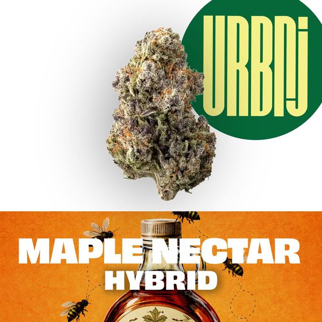 Maple Nectar URBNJ