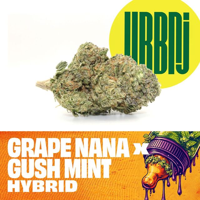 Grape Nana × Gush Mints URBNJ