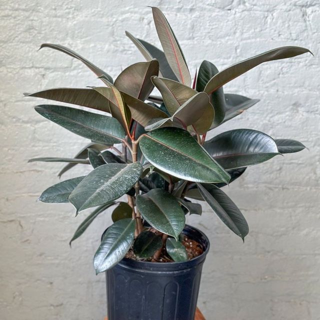 Ficus 'Burgundy' Rubber Plant Eds Plant Shop