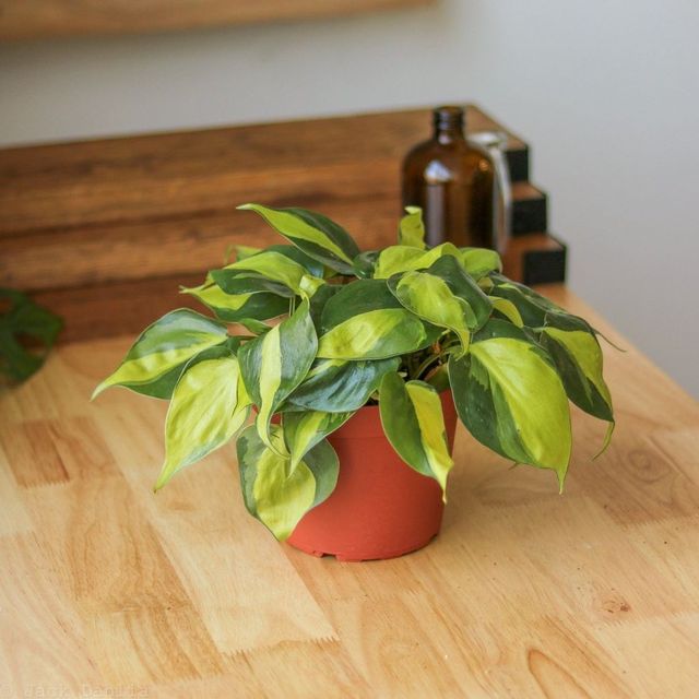 Philodendron hederaceum ‘Brasil’ Eds Plant Shop