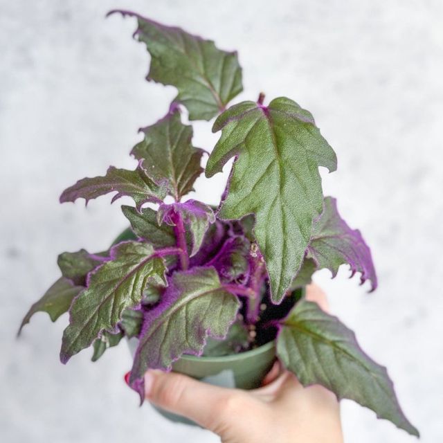Gynura Aurantiaca 'Purple Passion' Eds Plant Shop
