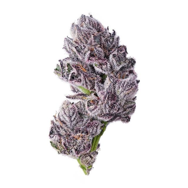 Bluescotti Blue Chip