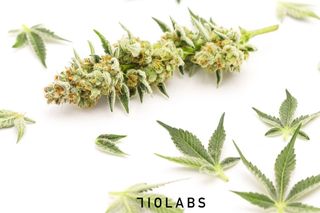 Machiavelli Kush 710 Labs
