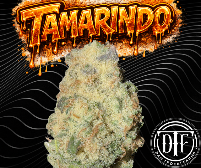 Tamarindo Dtf