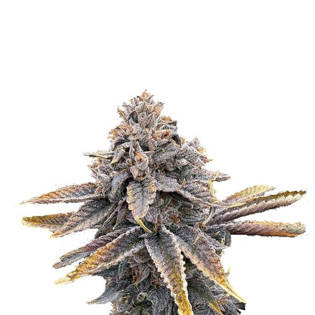 Sour Blueberry Victory Natural Farms