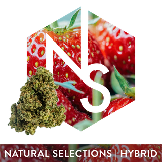 Cannabis Promo, Cannabis Sales, Cannabis Offers, Cannabis on Sale, Tuesday - New Pricing Flower 2