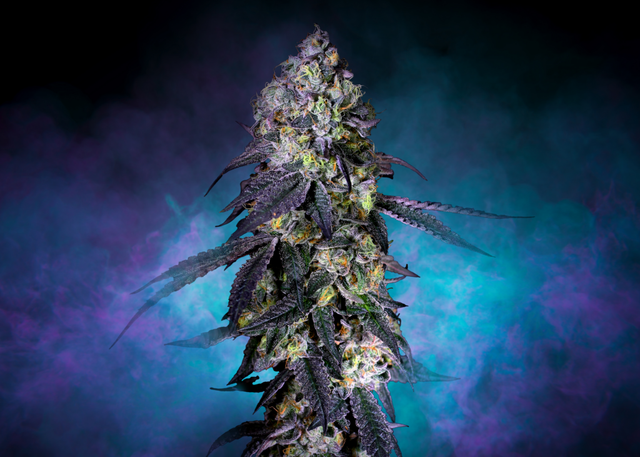 Kush Mountain Rythm