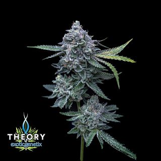 Cannabis Promo, Cannabis Sales, Cannabis Offers, Cannabis on Sale, Theory Wellness: All 3.5g Flower for $24 1